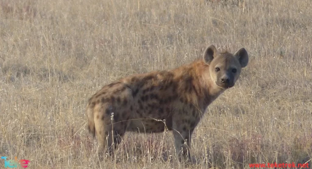 spotted hyena