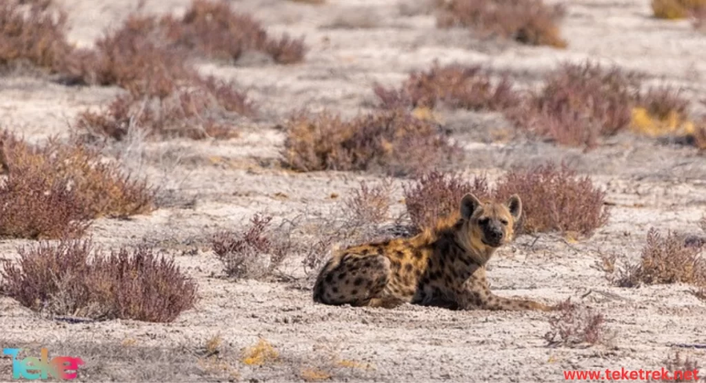 spotted hyena