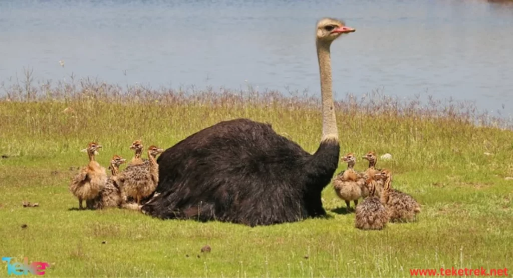 Blue-necked Ostrich