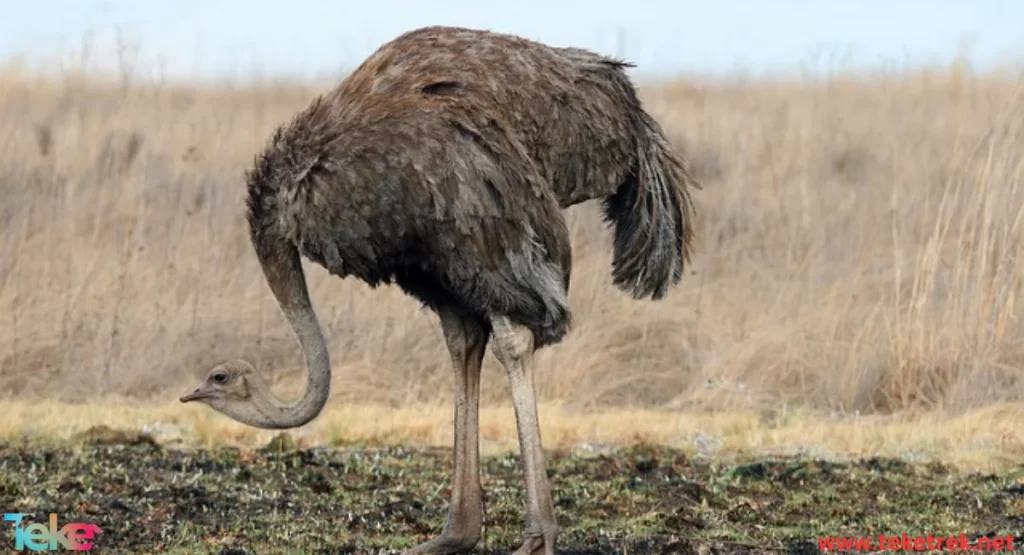 Blue-necked Ostrich