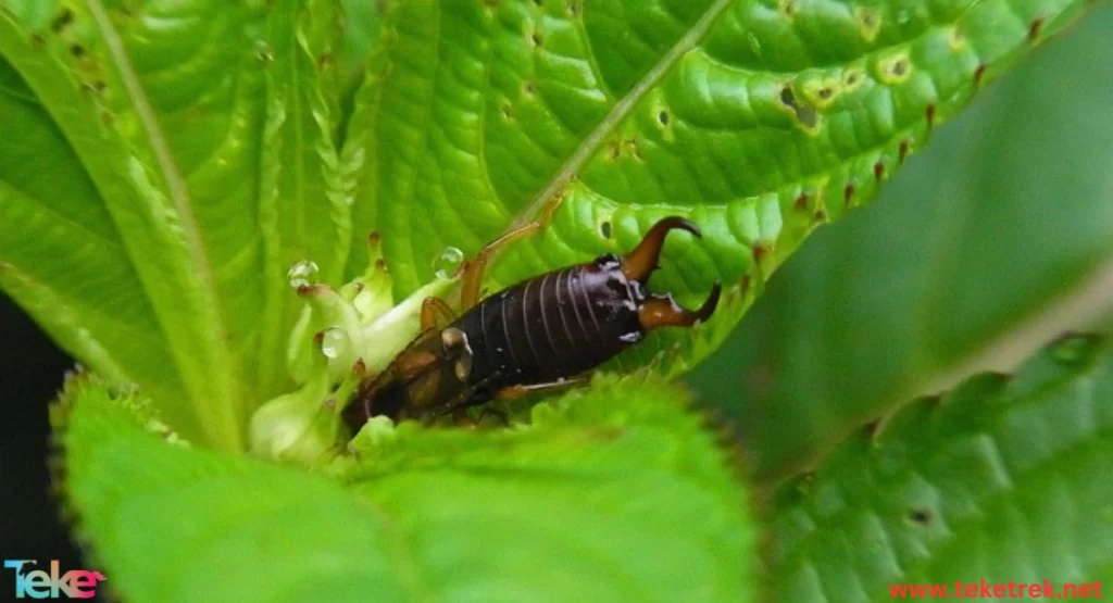 earwigs