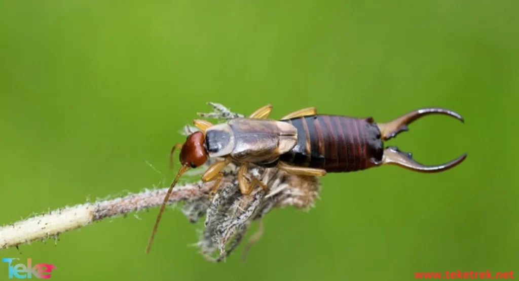 earwigs