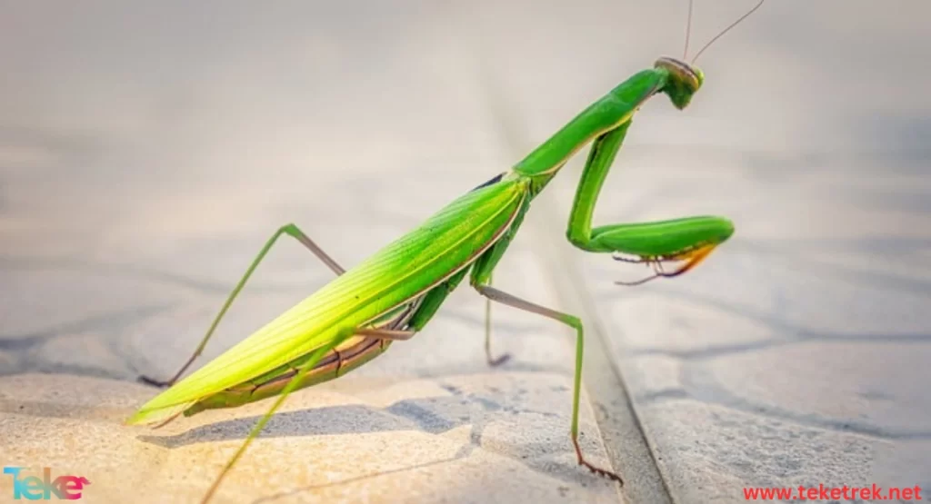 mantis