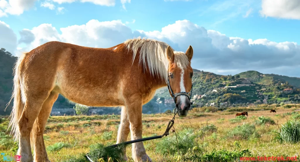 Rocky Mountain Horse