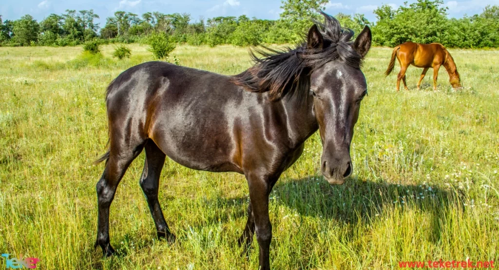 Rocky Mountain Horse