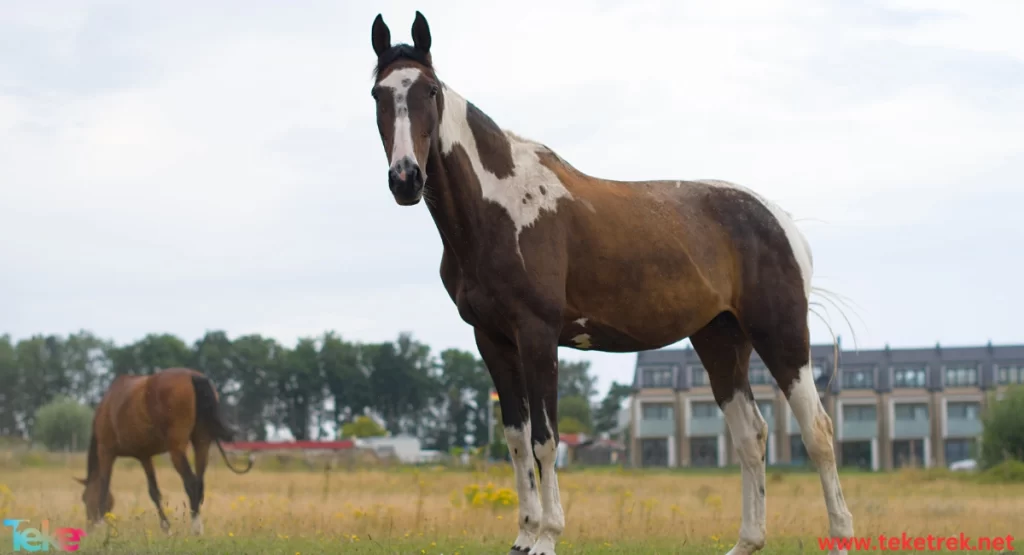 american saddle horse