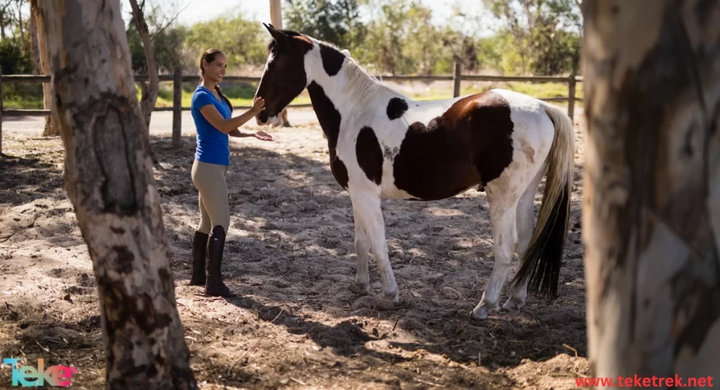 american saddle horse