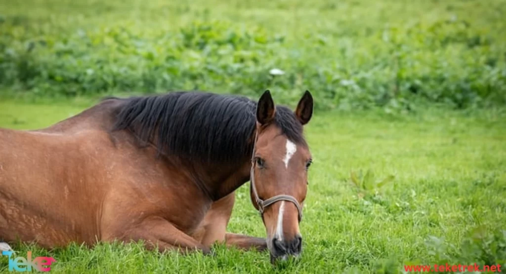 paso fino horse