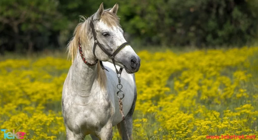 paso fino horse