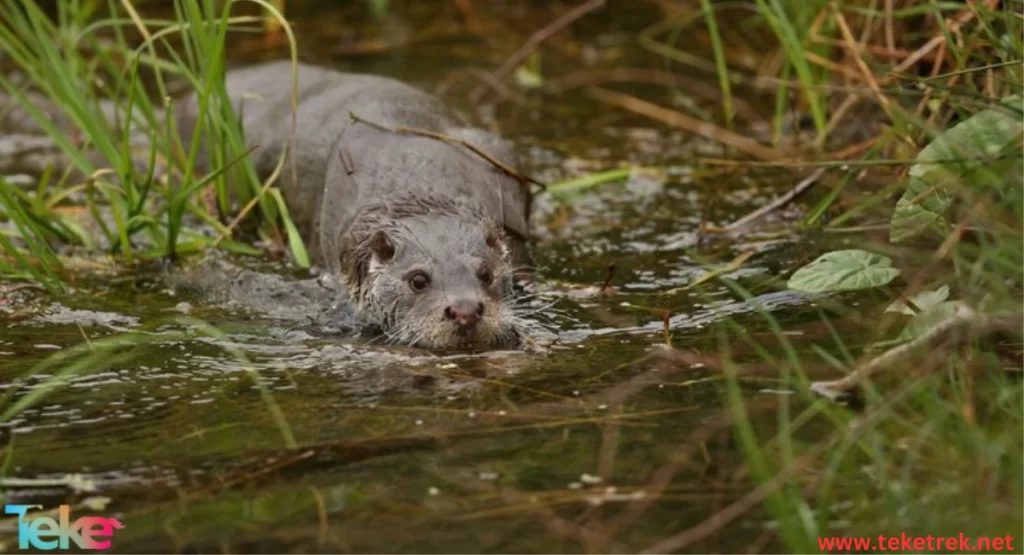 platypus