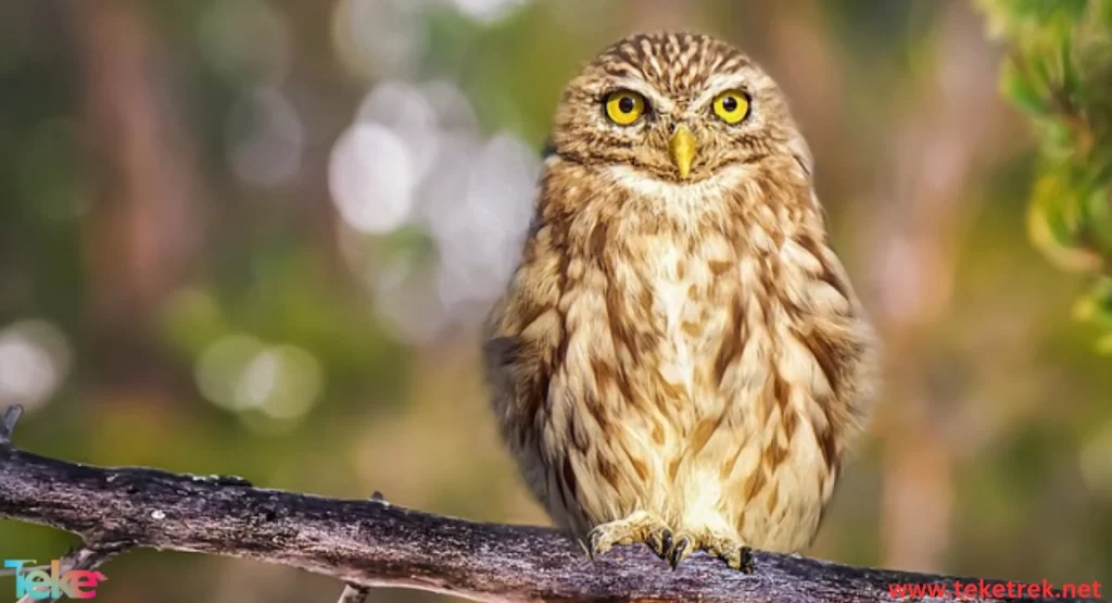 fish owl