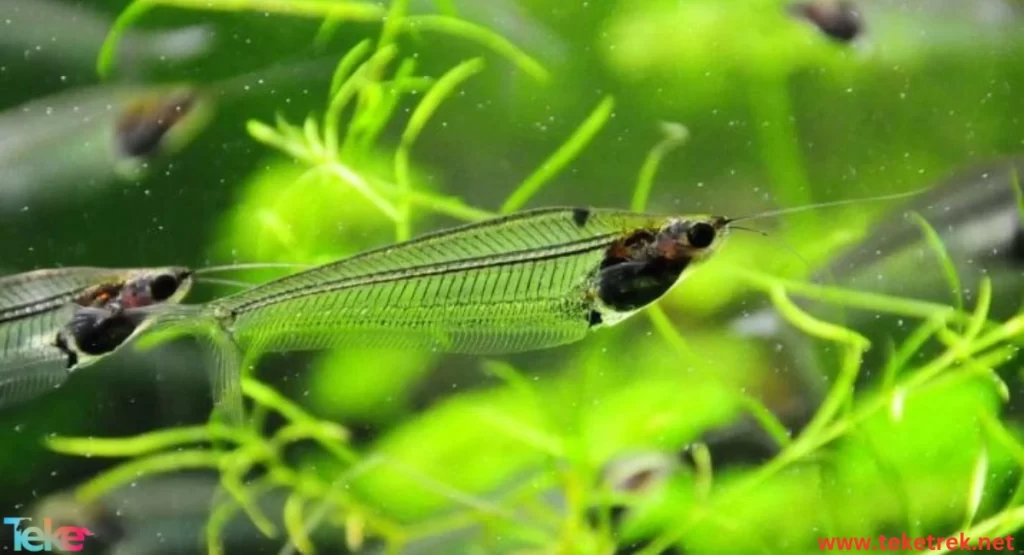 Glass Catfish