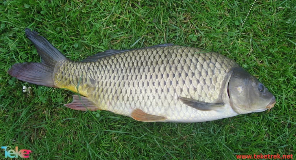 Carp