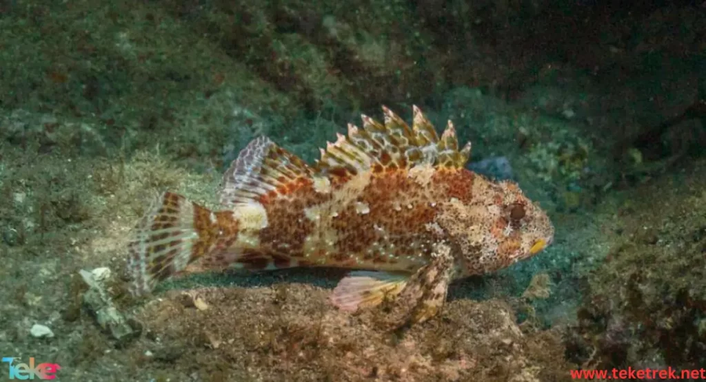 Scorpaena fish