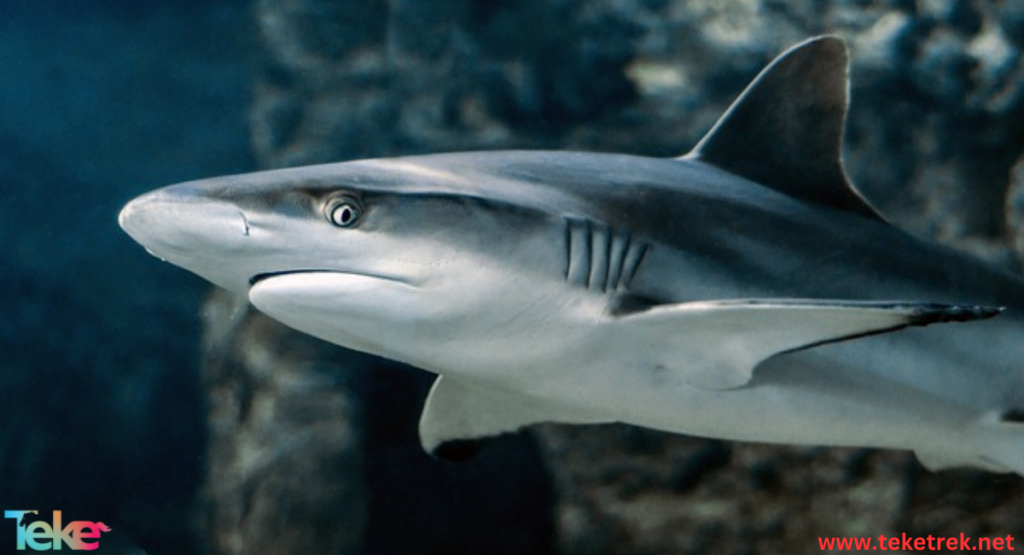 bull shark