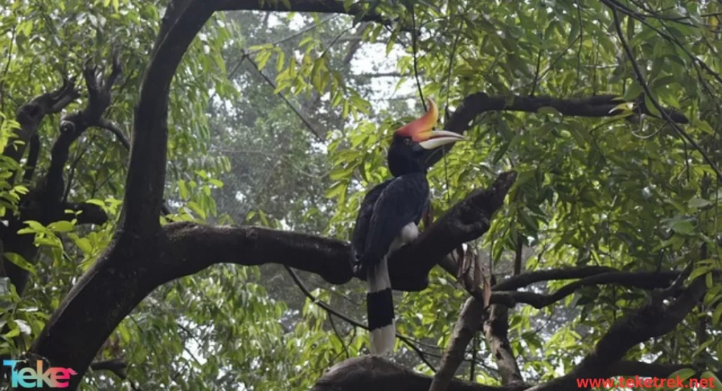 hornbill bird