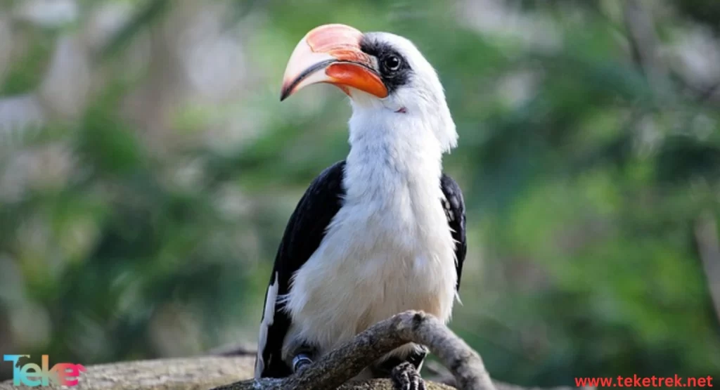 hornbill bird