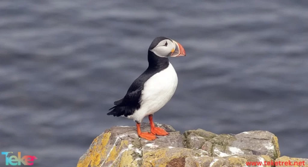 puffin bird