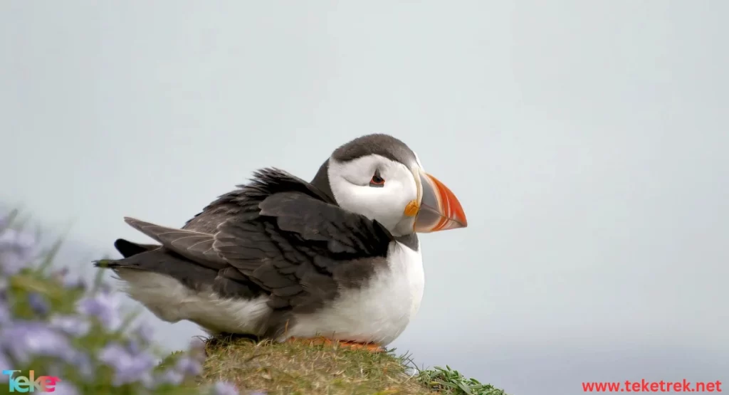 puffin bird