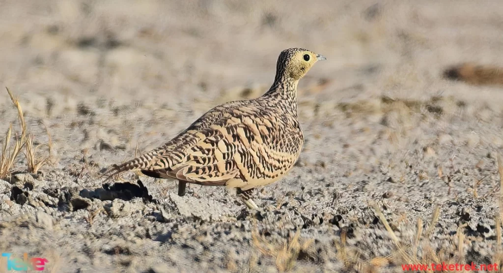 Sandgrouse