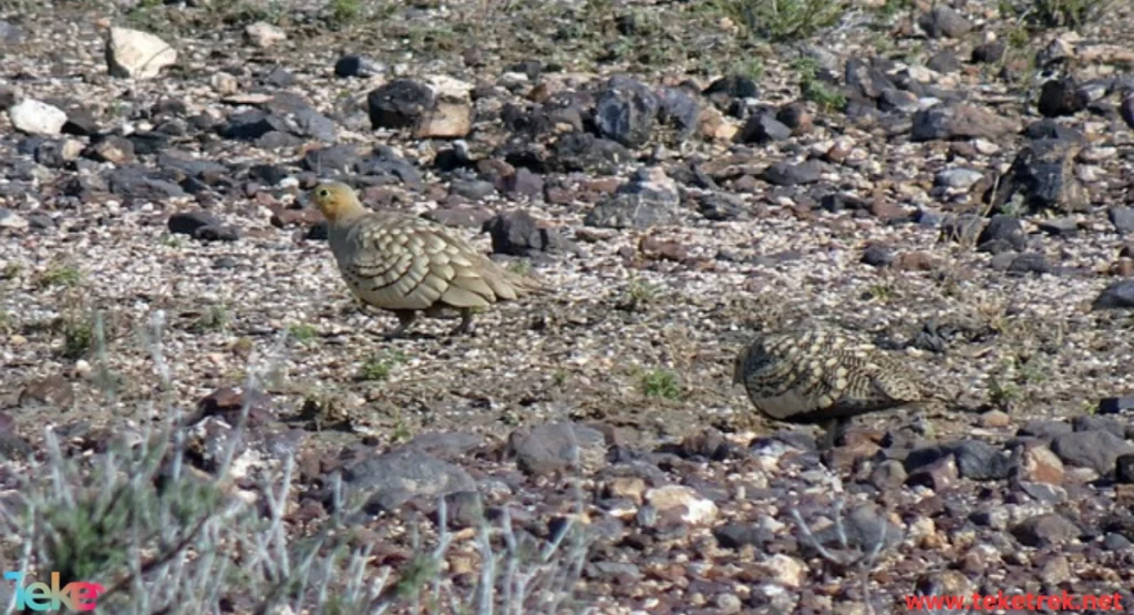 Sandgrouse