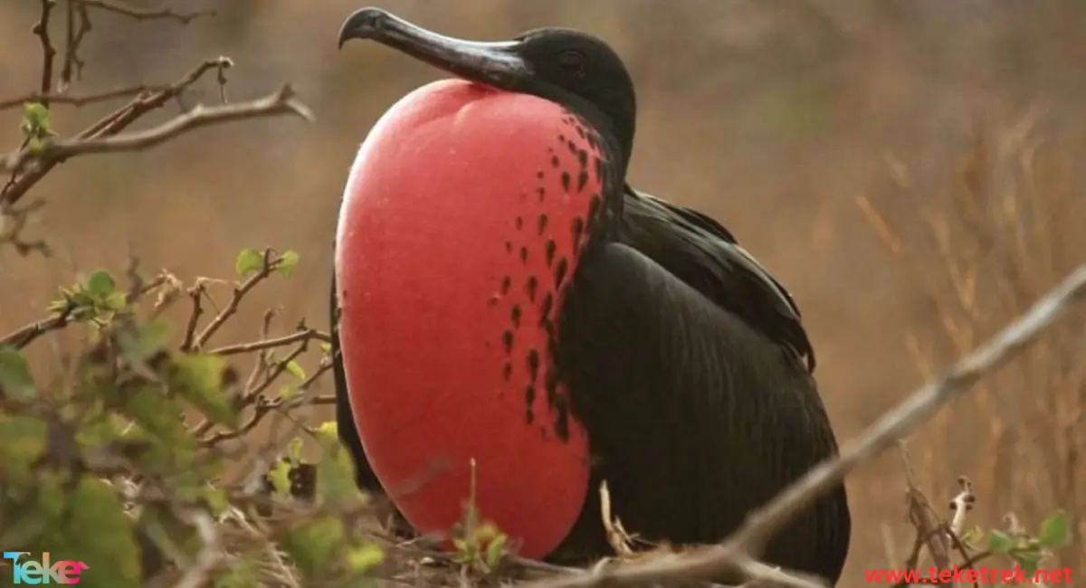 Frigate Bird