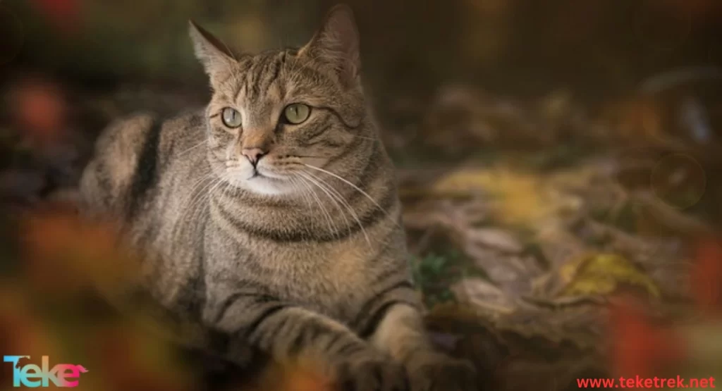 toyger cat