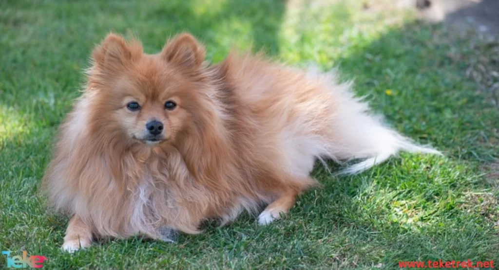 Pomeranian dog