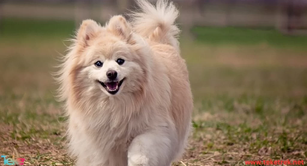 Pomeranian dog