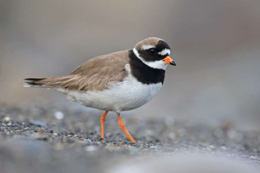 Plover guide
