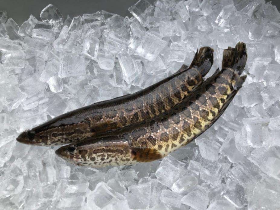 snakehead fish