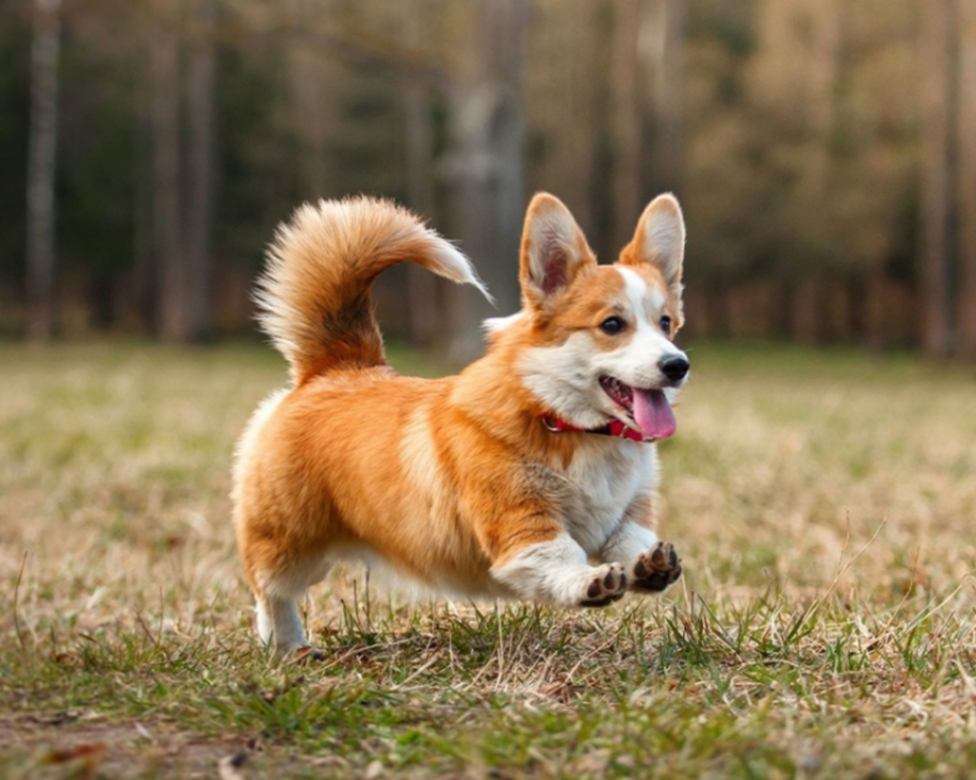 Pembroke Corgi