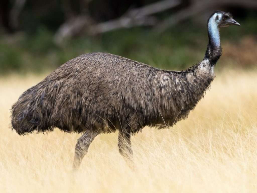 Emu Bird