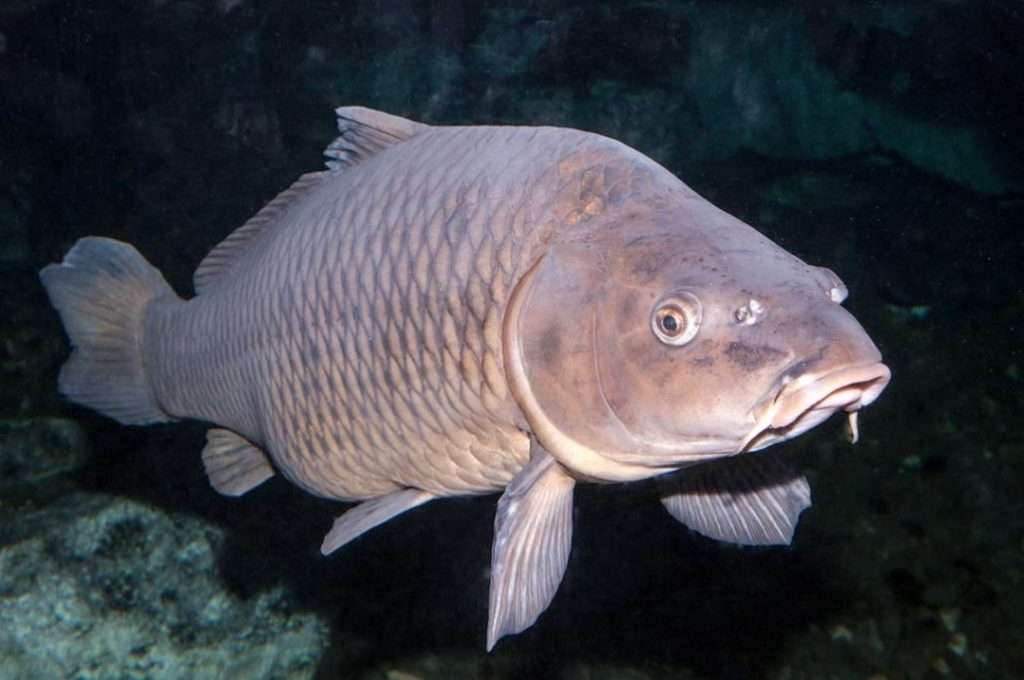 Carp: species, food, life cycle, most important facts - Teke Trek