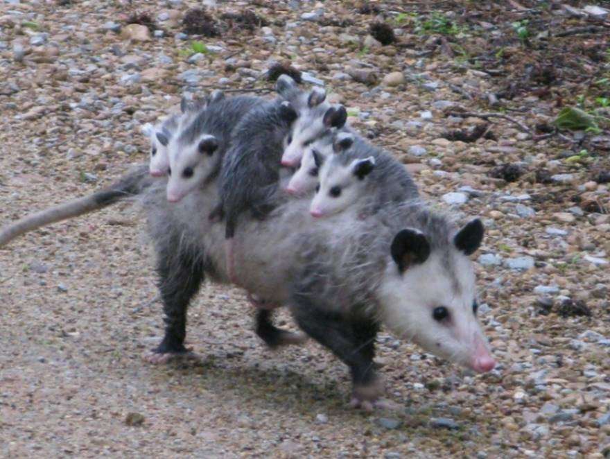 Opossum 