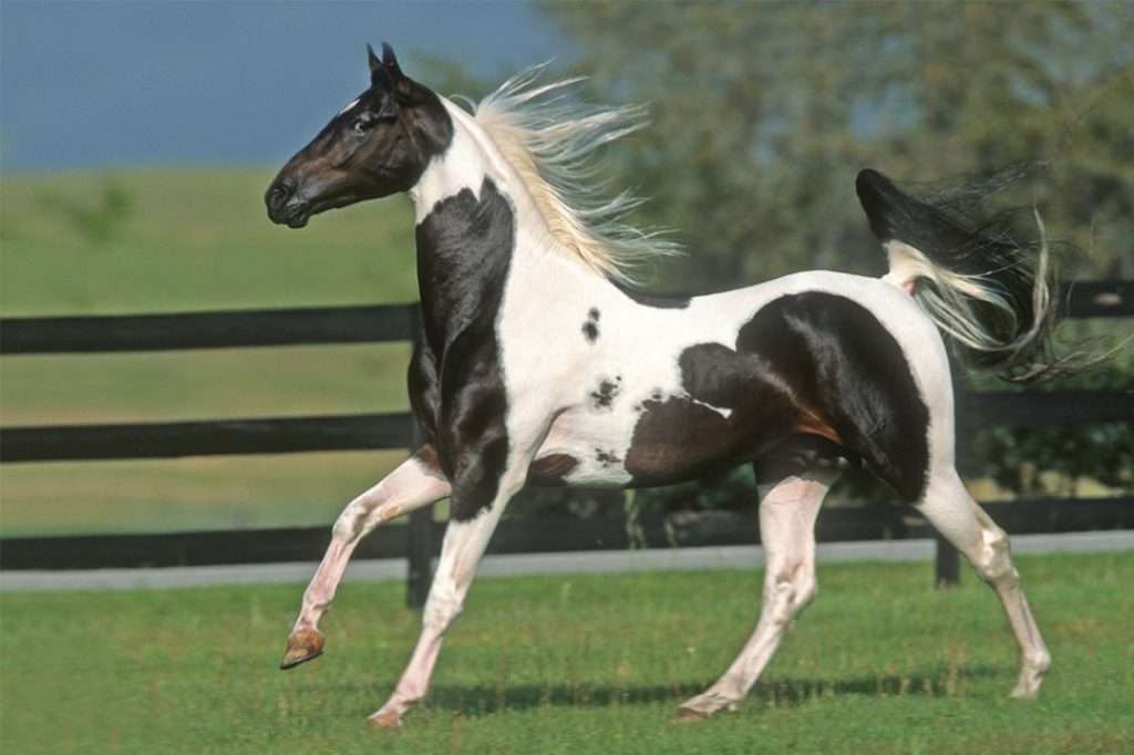 American saddle horse