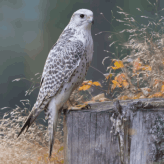 Gyrfalcon