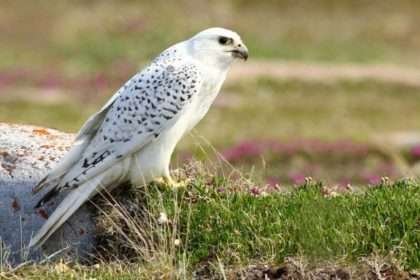 Gyrfalcon