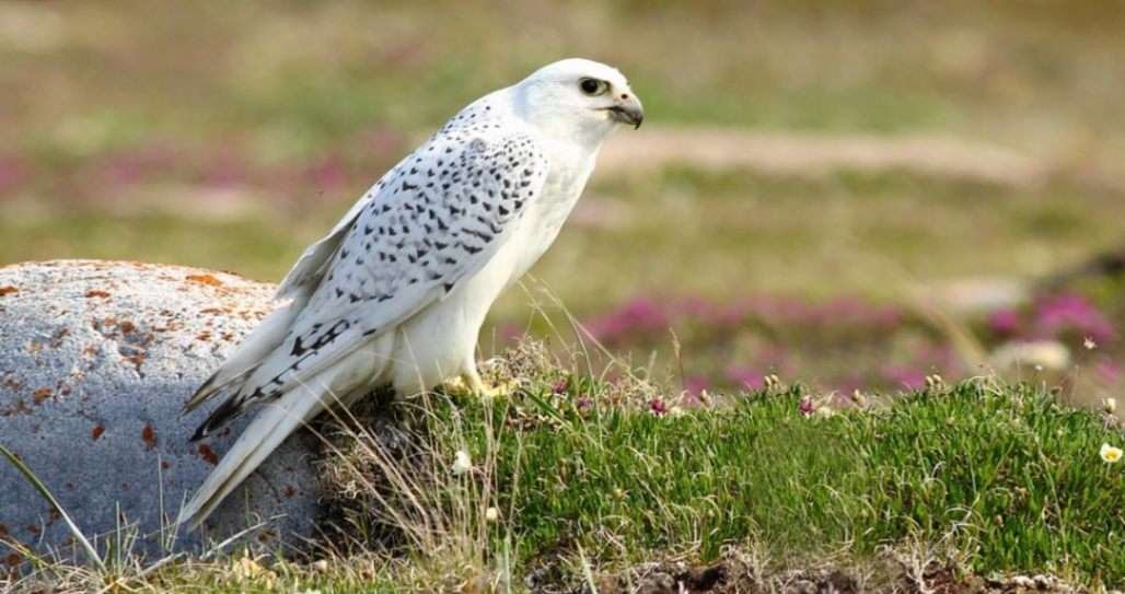 Gyrfalcon