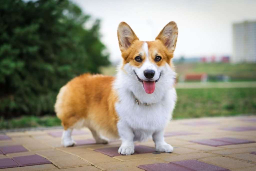 Pembroke Corgi