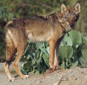 Serious information about the Arabian wolf - Teke Trek