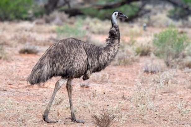 Emu Bird