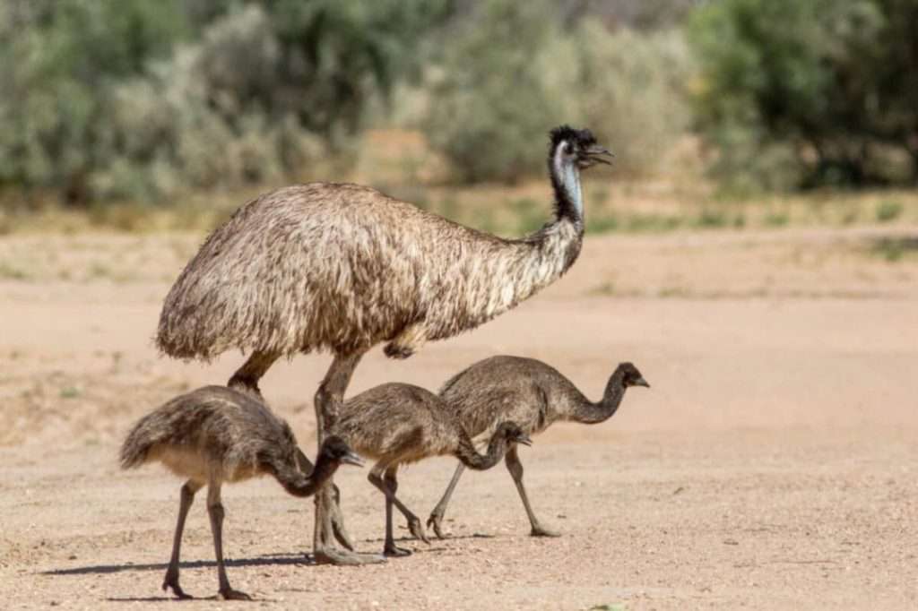 Emu Bird