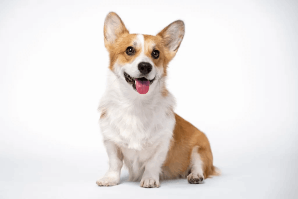 Pembroke Corgi