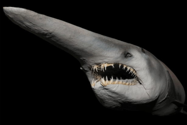 Goblin shark