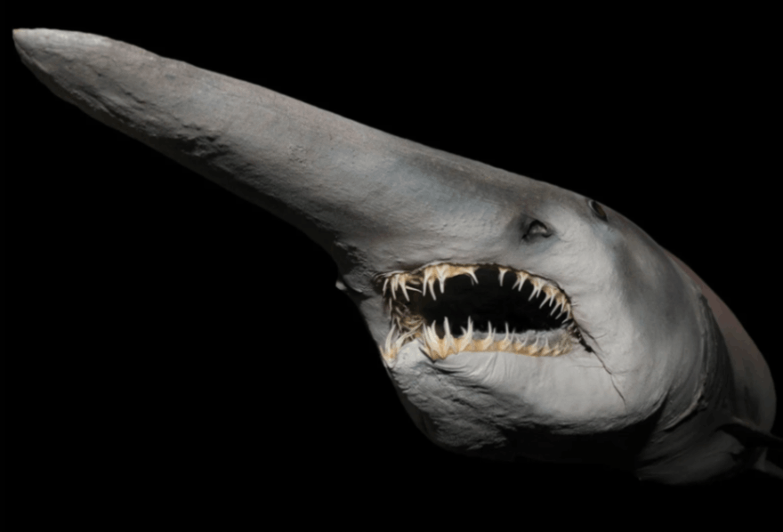 Goblin shark