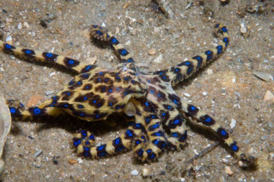 Blue-ringed octopus