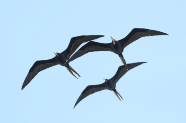 Frigate Bird