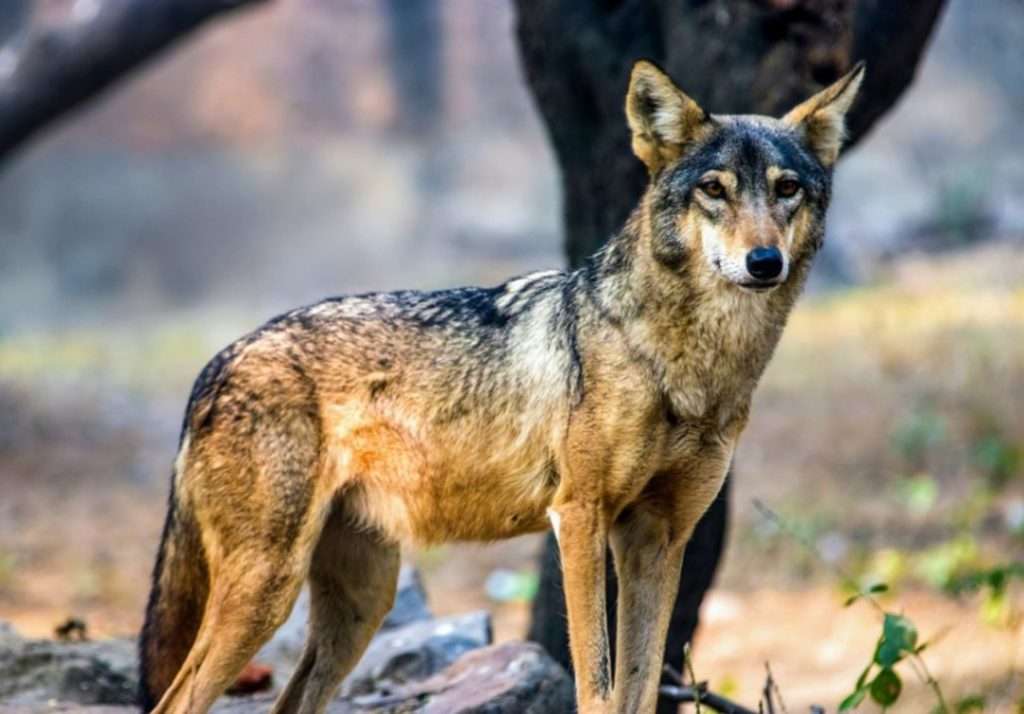 Indian wolf