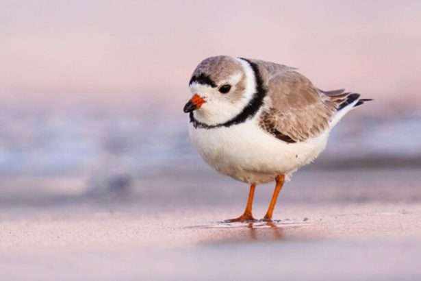 the plover bird